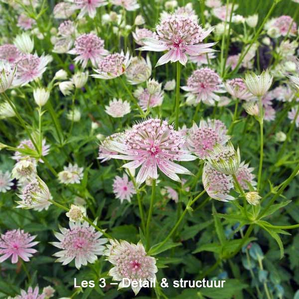 Plein-Air Schilderen - Afbeelding 4